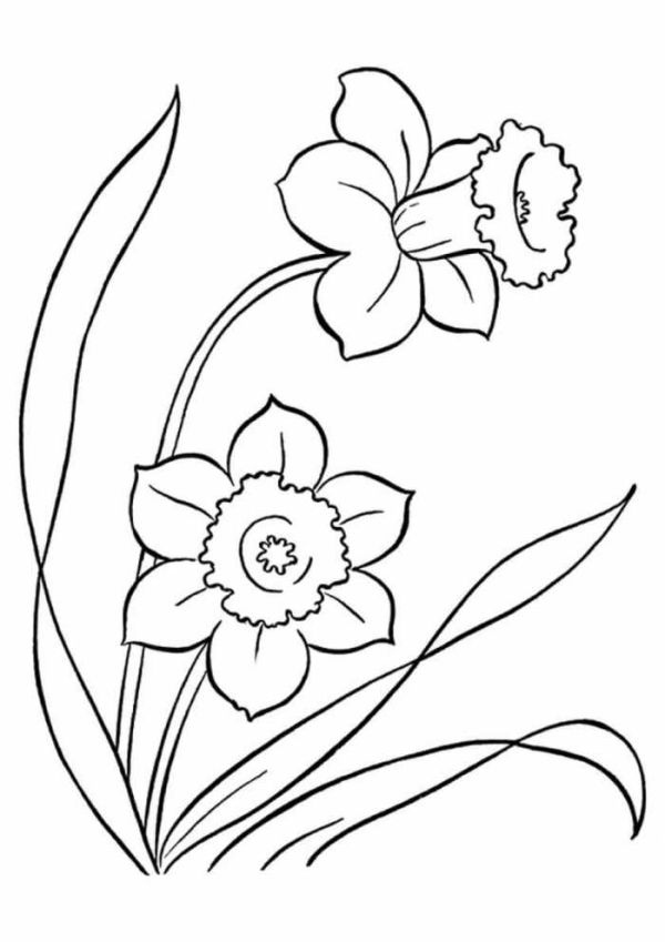 Daffodils Flowers Coloring Pages x