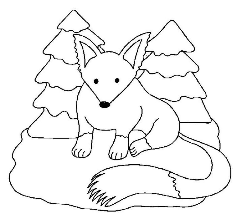 Artic Fox Coloring Pages rotated