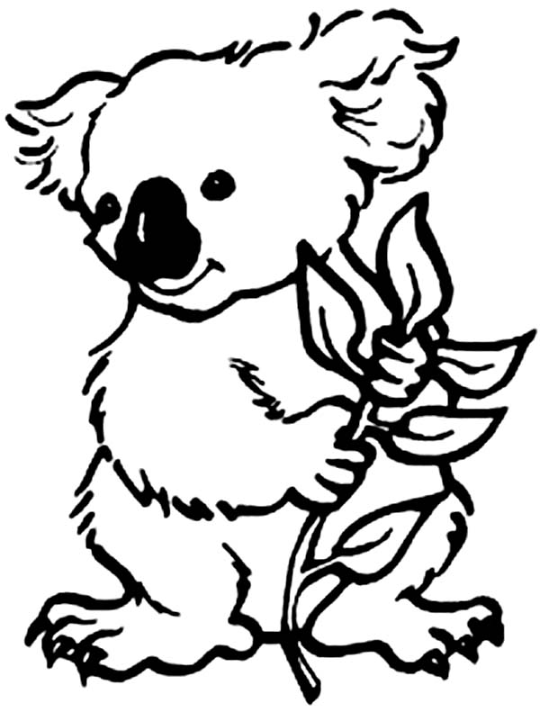 Free Cute Koala Coloring Pages