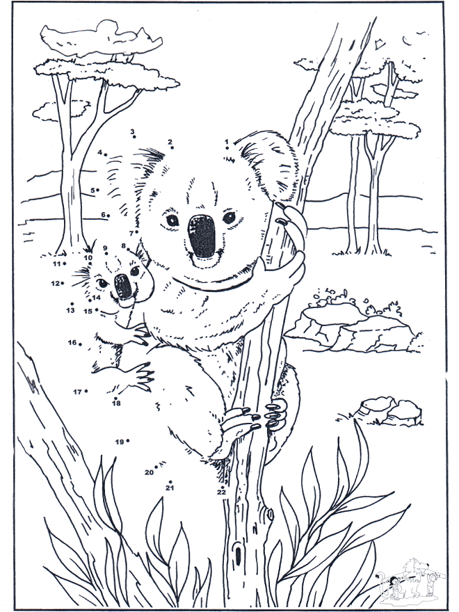 Realistic Koala Coloring Pages