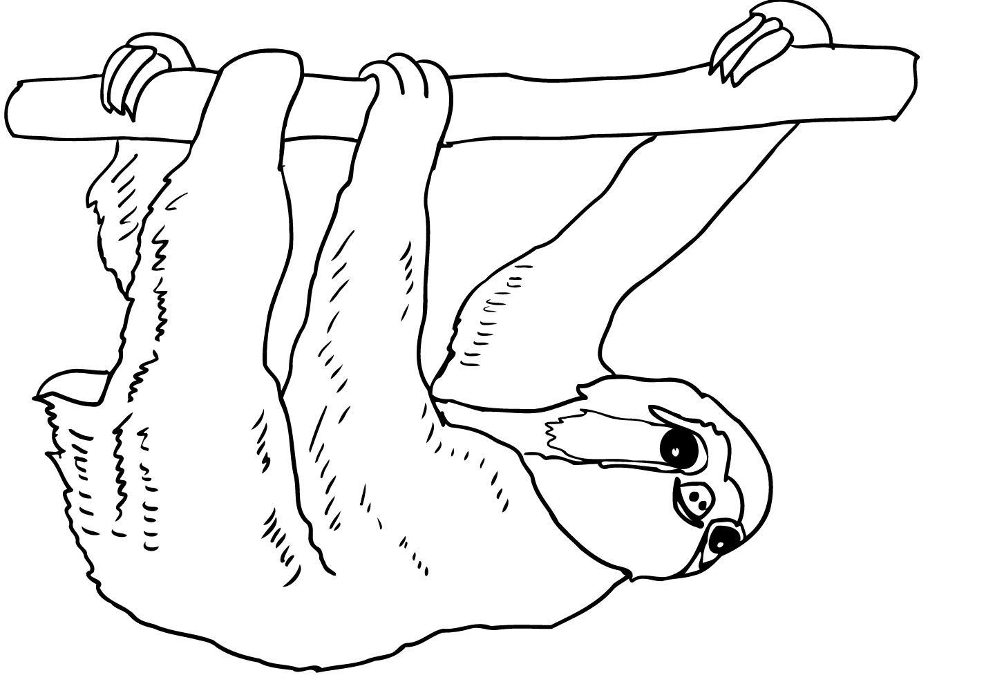 Sloth Coloring Pages