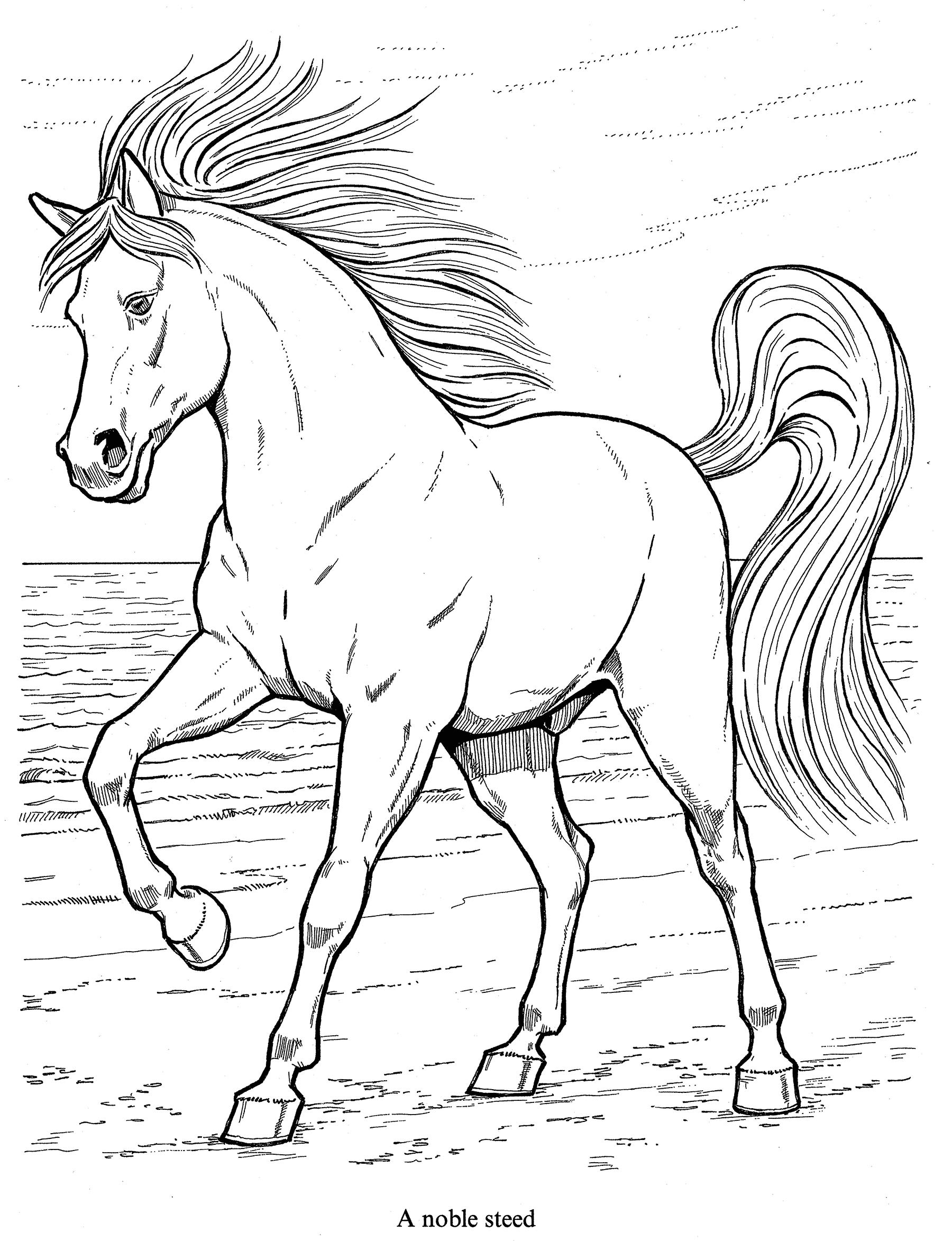 Adult Realistic Horse Coloring Pages