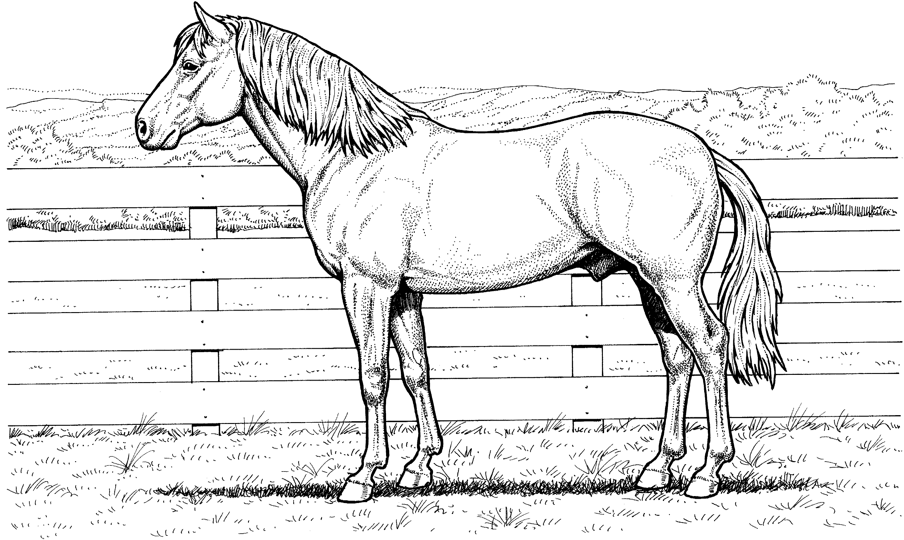 Free Realistic Horse Coloring Pages