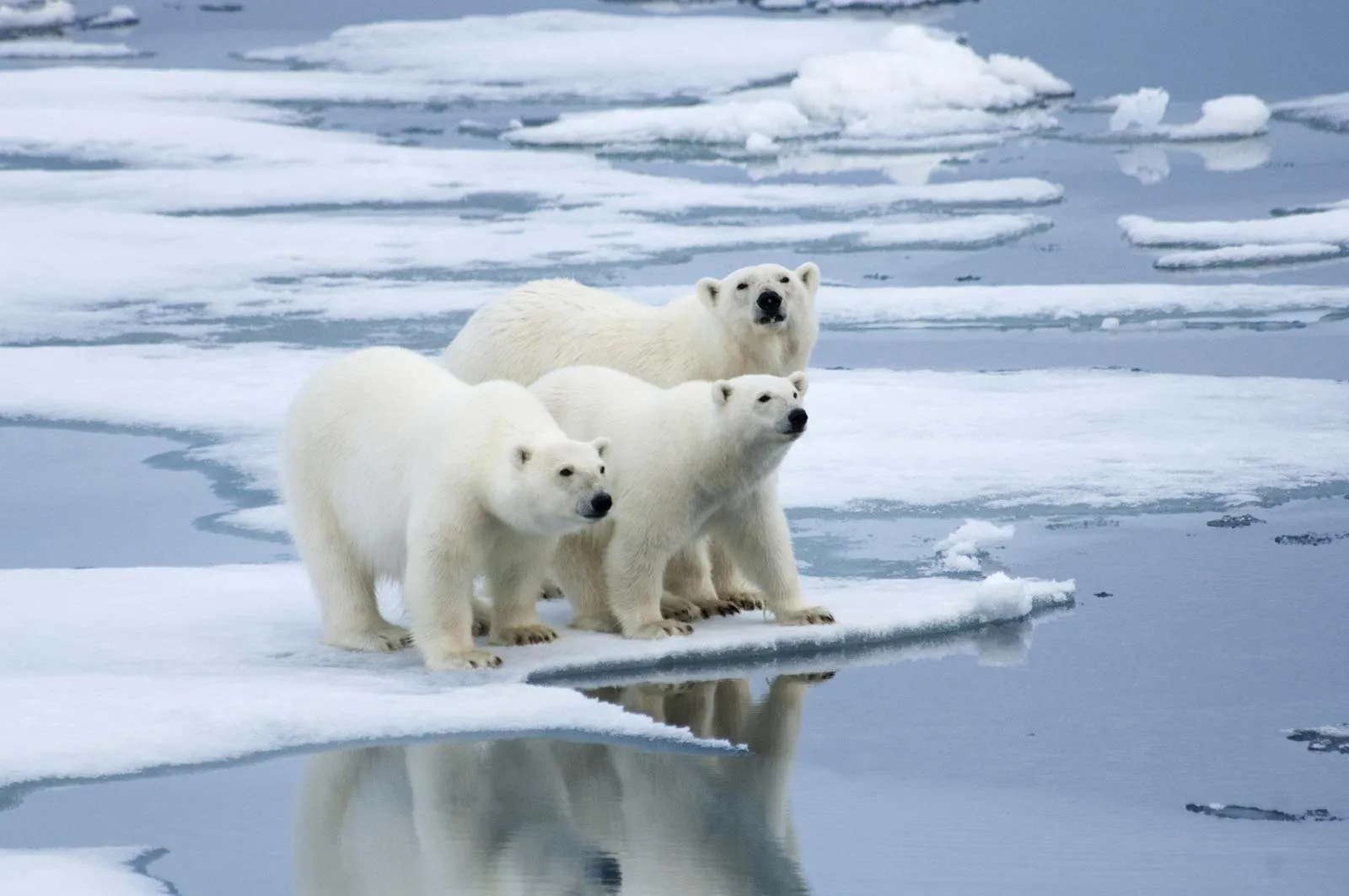 Polar bears ice floe Norway