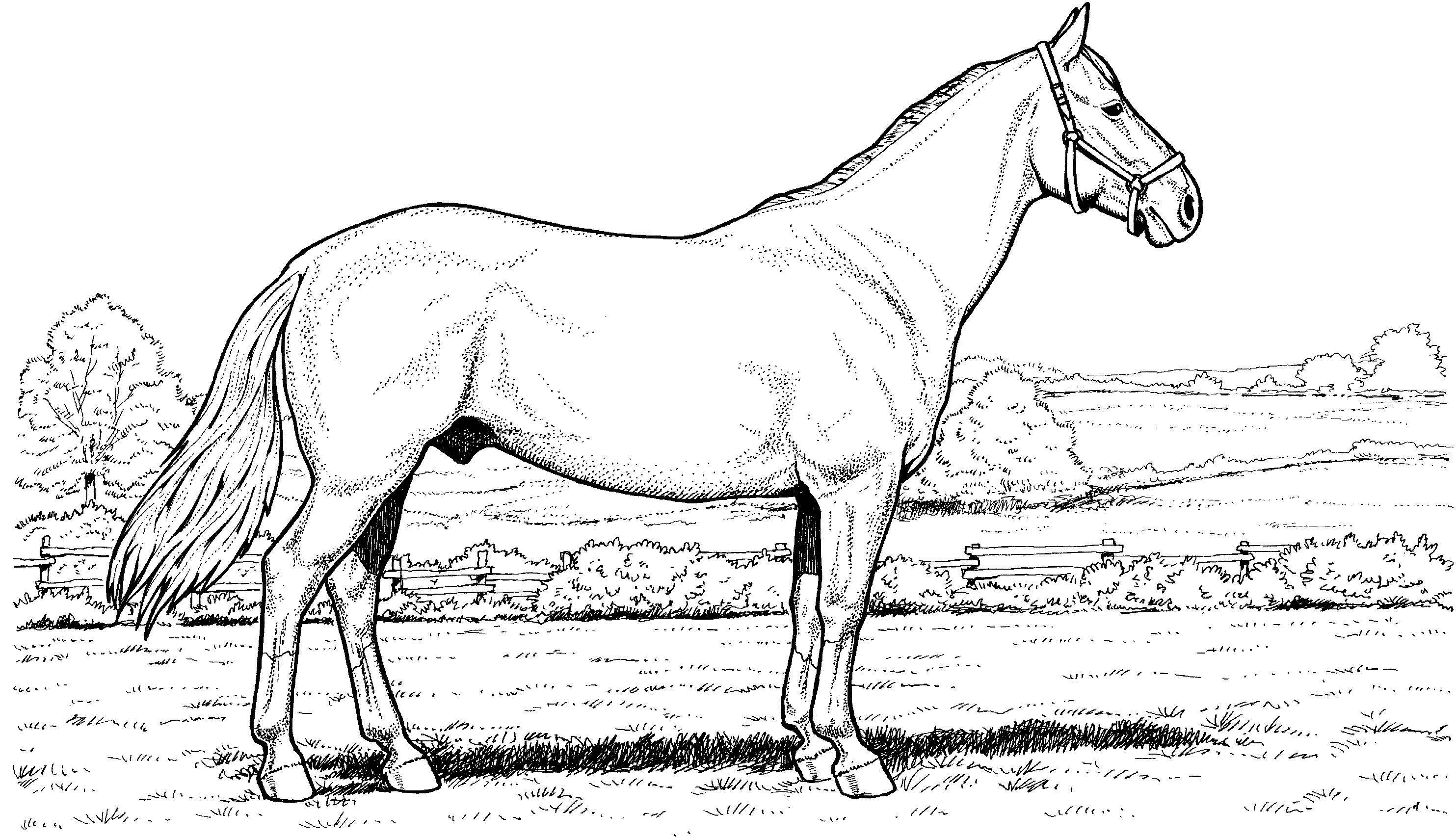 Realistic Horse Coloring Pages to Print