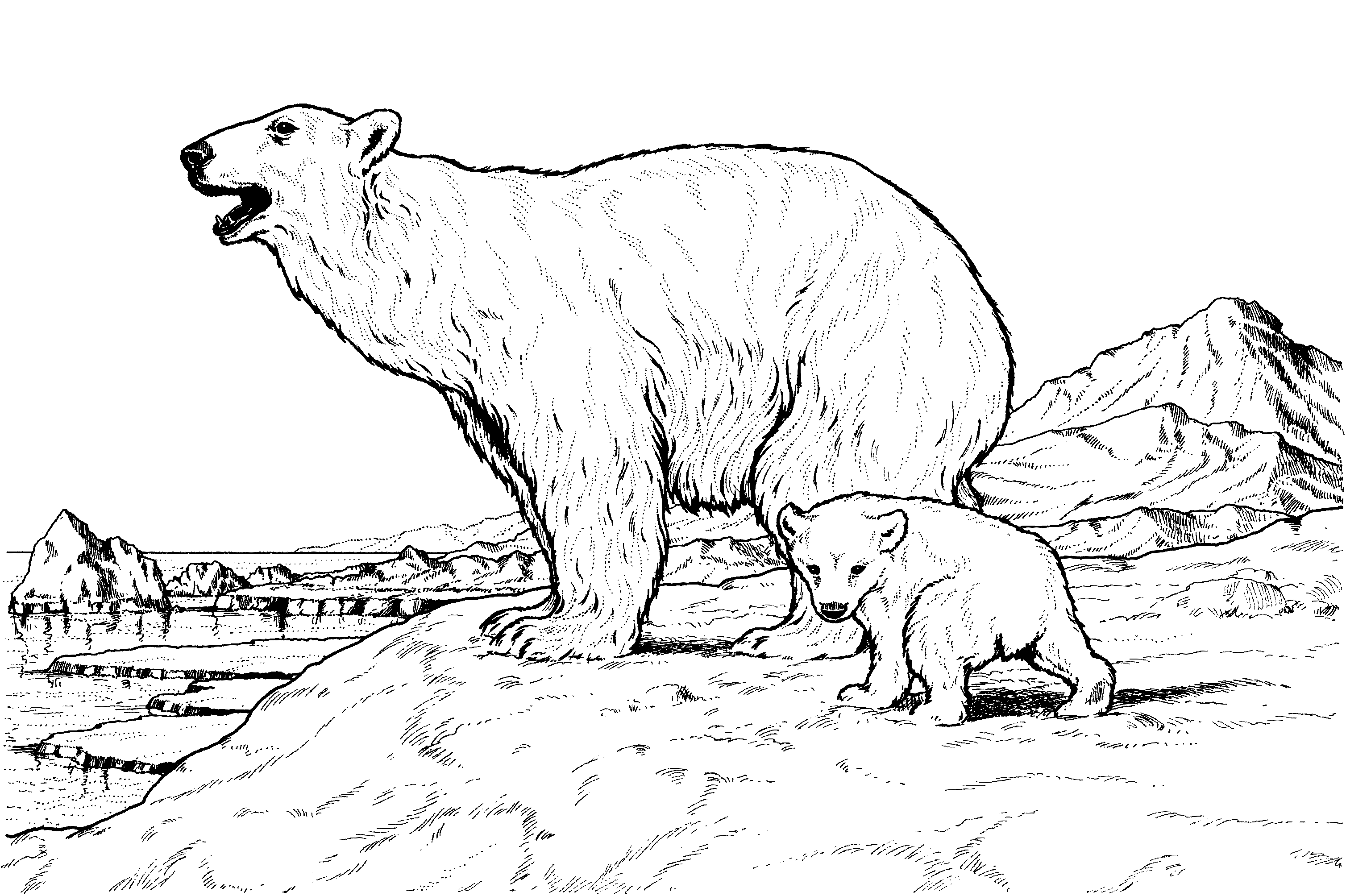 realistic bear coloring pages