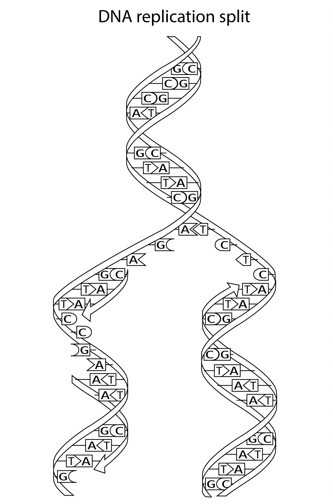 Science Coloring Pages DNA