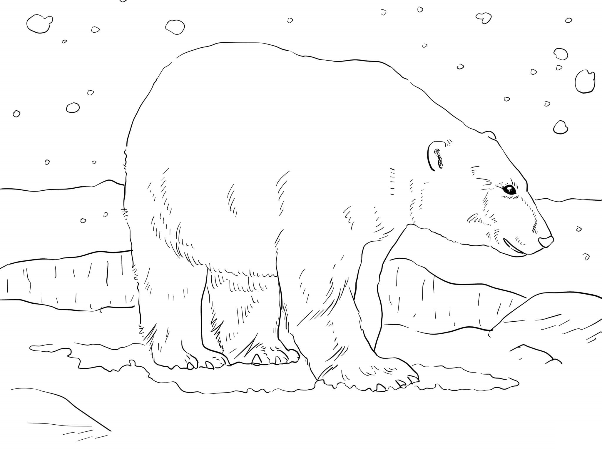 adult polar bear coloring page