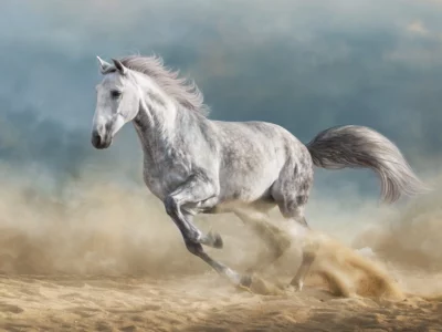 horse galloping on sand