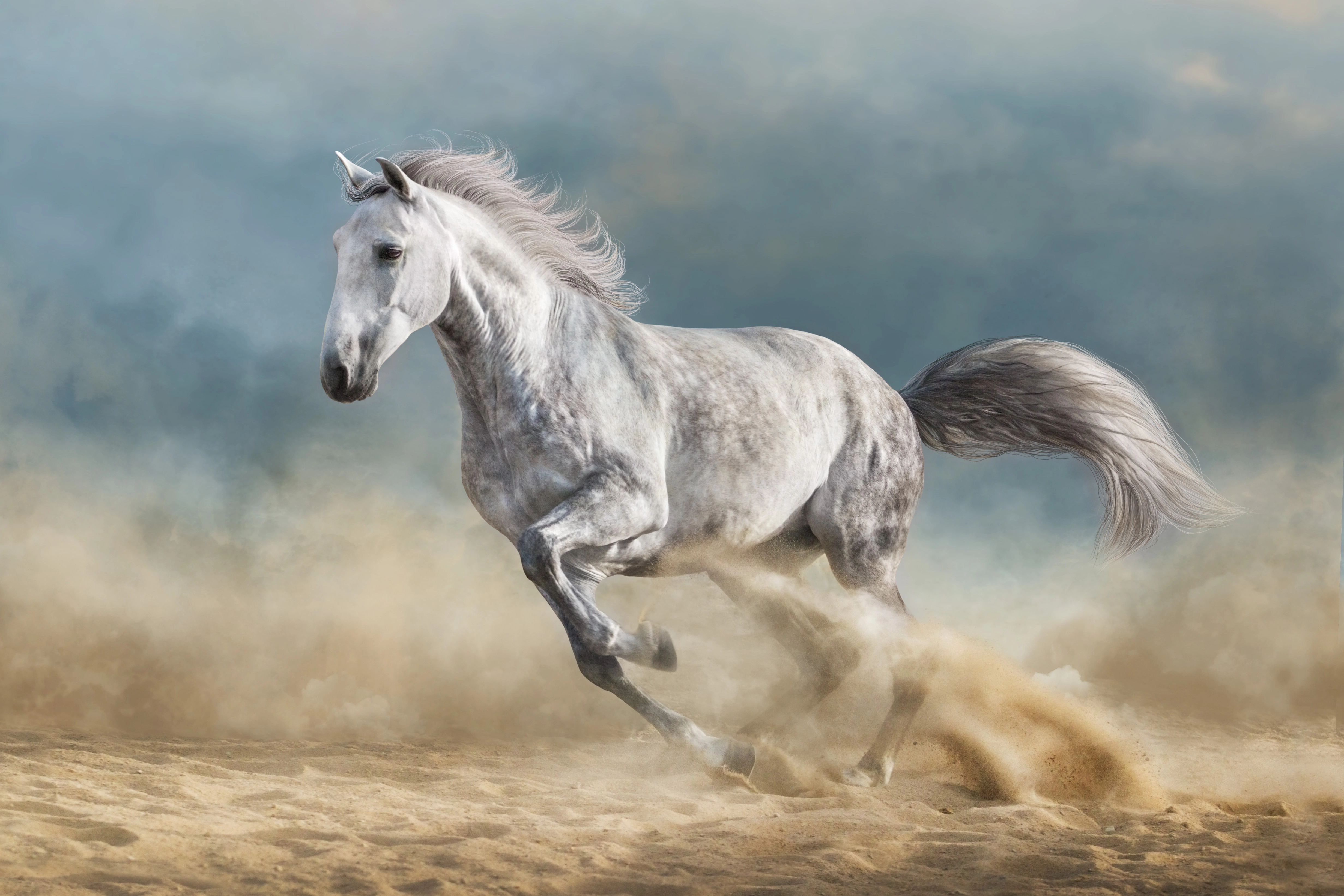 horse galloping on sand