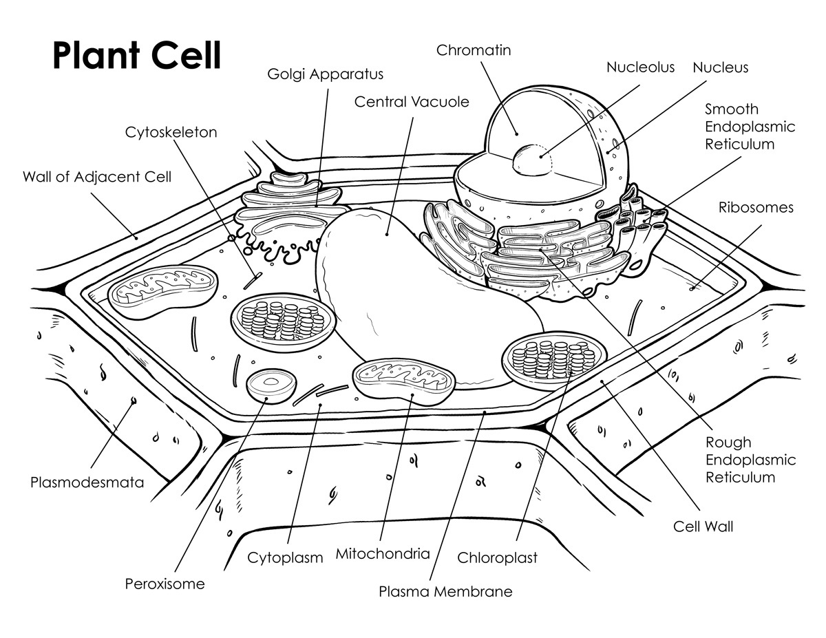 plant cell Science Coloring Pages