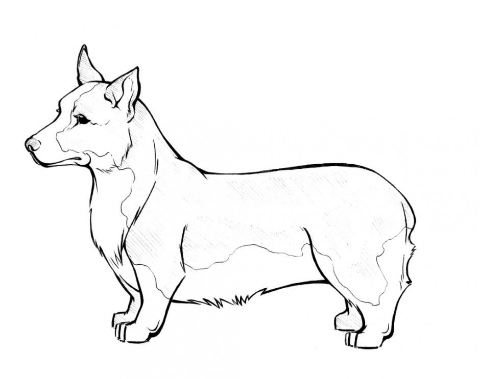 realistic Corgi Coloring Pages