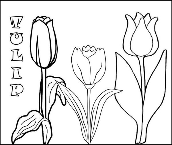 tulip flowers coloring pages