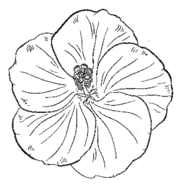 Hibiscus flowers coloring pages