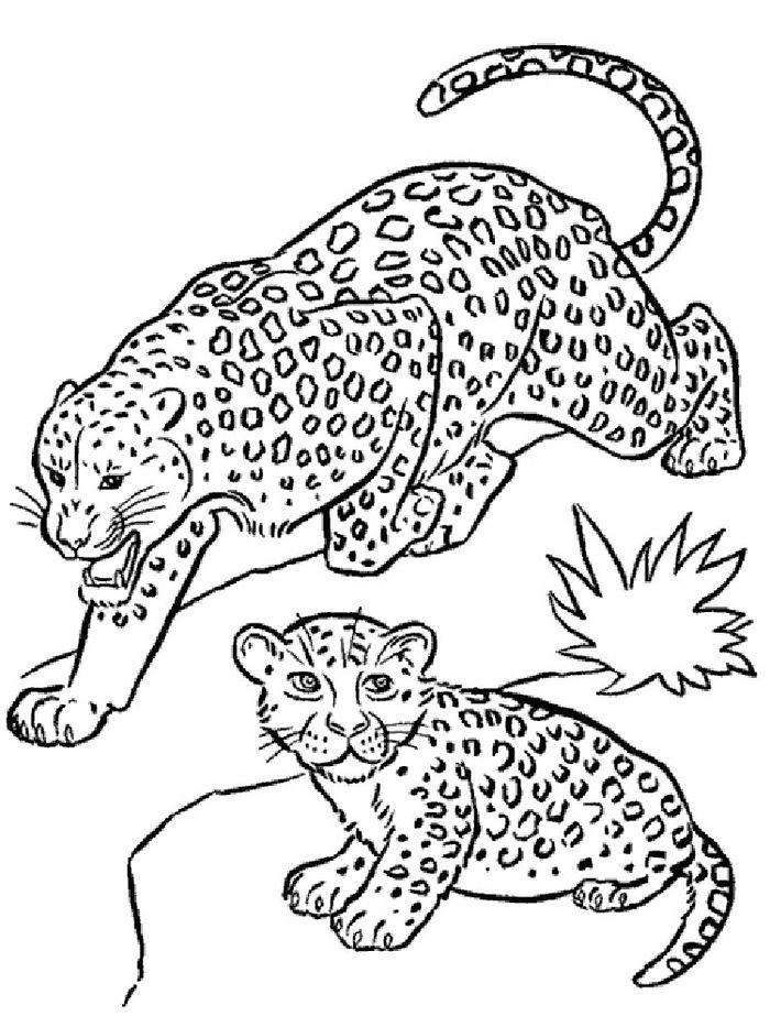 x Leopard Coloring Pages Printable