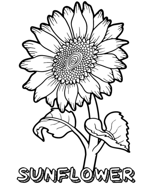 A Big Sunflower Coloring Page