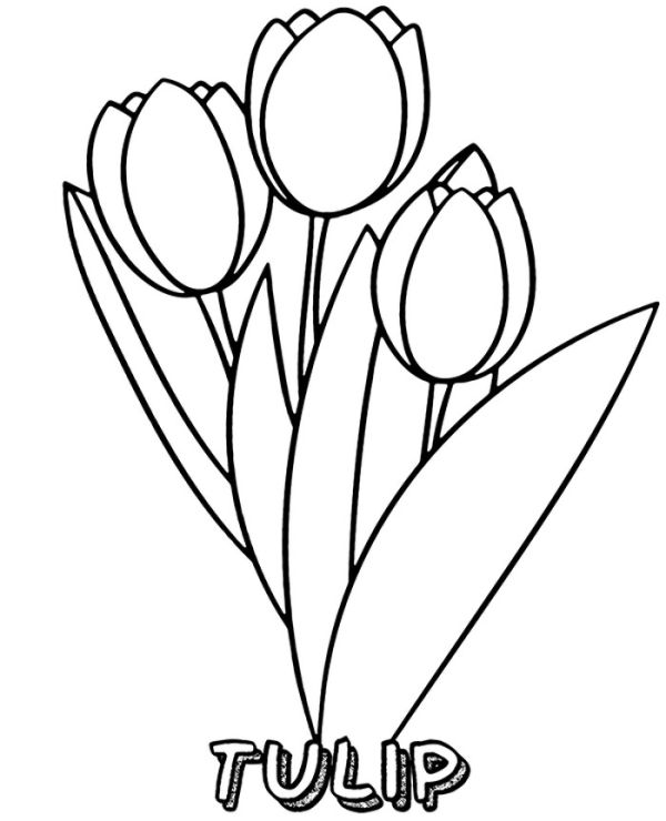 A Simple Coloring Page Of Tulips