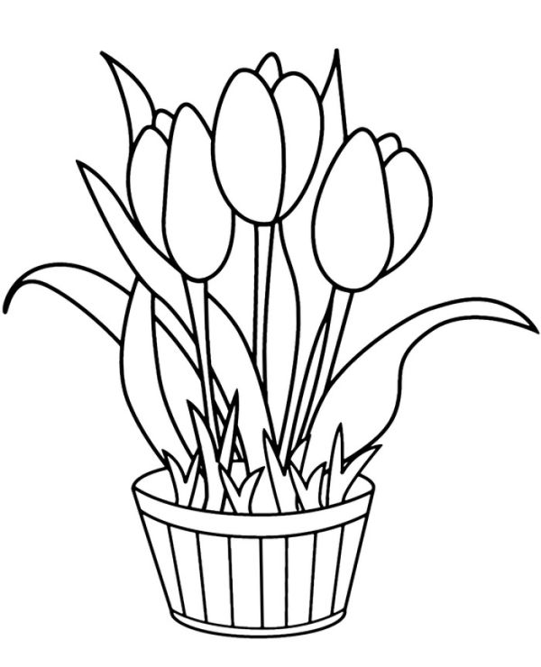 A Simple Tulips Coloring Pages