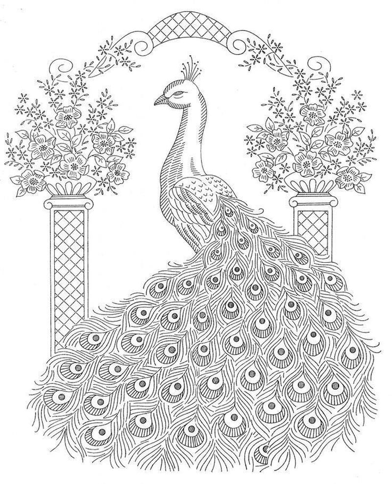 Advanced Peacock Coloring Pages