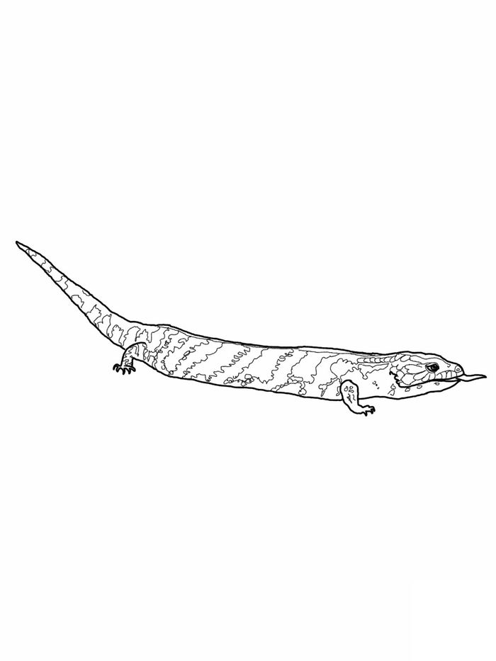 Alligator Lizard Coloring Pages