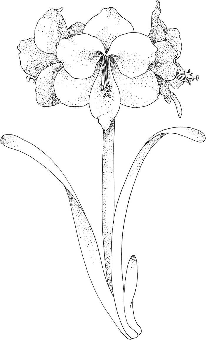 Amaryllis Flowers Coloring Pages