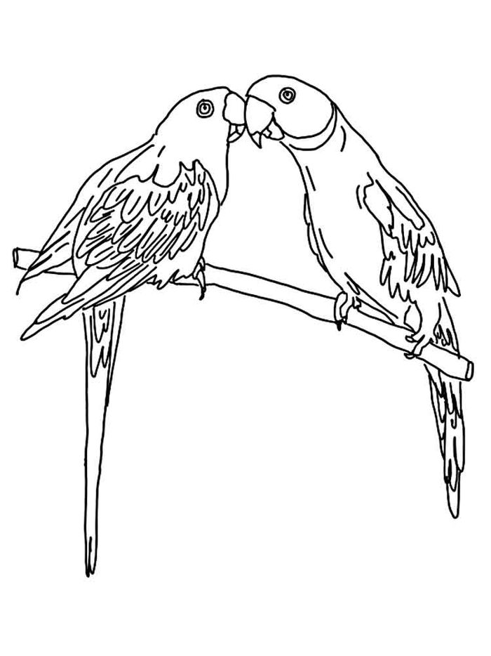 Cute Parrot Coloring Pages PDF - Coloringfolder.com