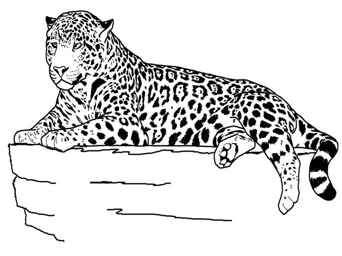 Amur Leopard Coloring Pages
