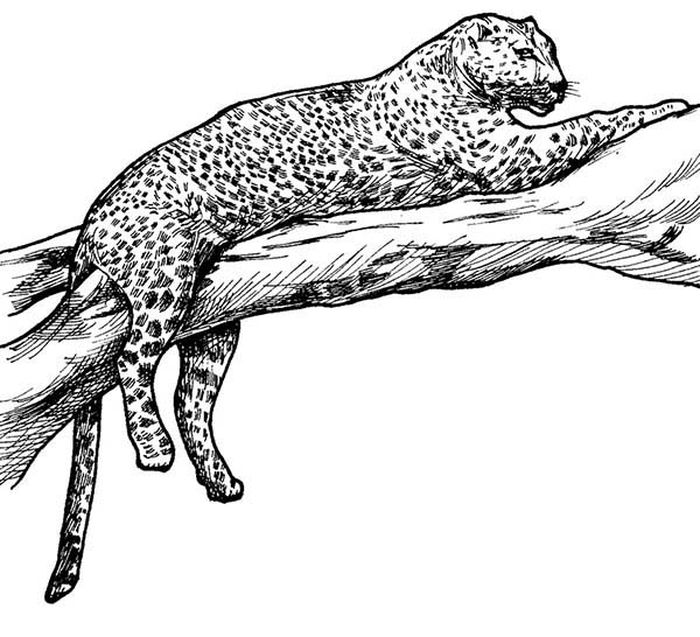 Amur Leopard Habitat Climate Coloring Pages