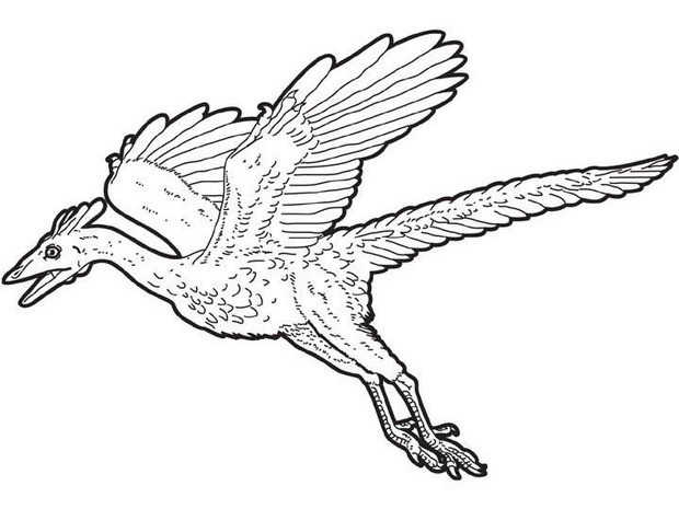 Archaeopteryx Dinosaur Coloring Page