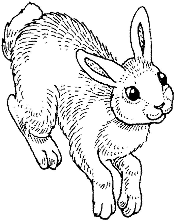 Arctic Rabbit Coloring Pages