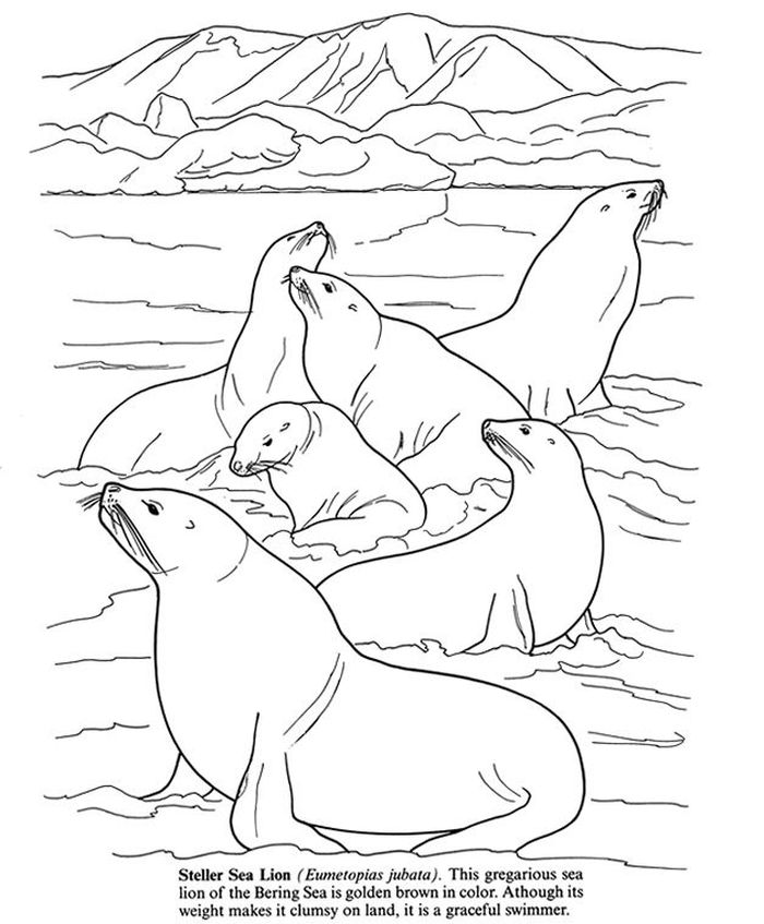 Arctic Seal Coloring Pages