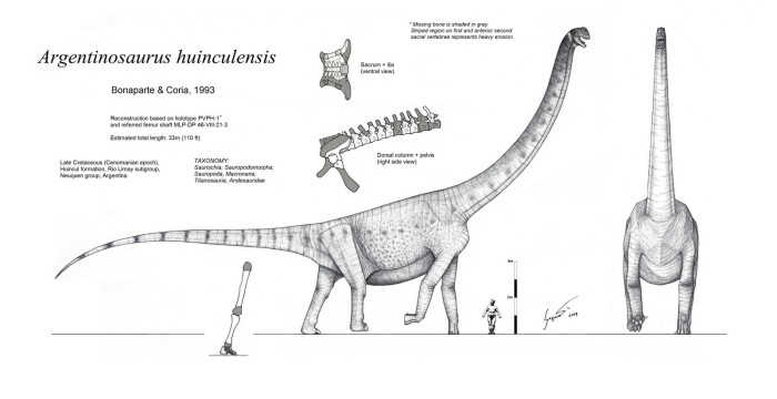 Argentinosaurus Info Sheet