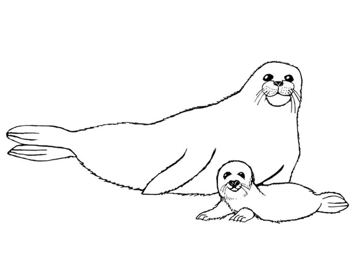 Baby Seal Coloring Pages