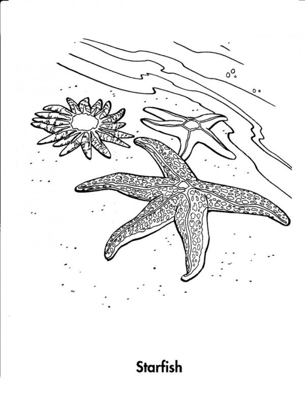 Beach starfish coloring pages