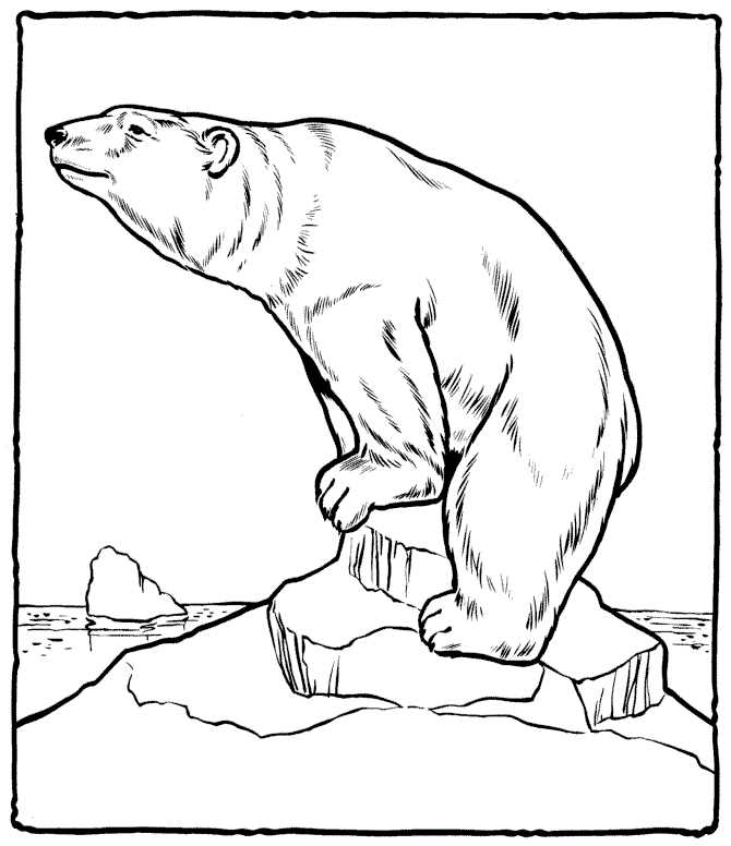 Bear Polar Animal Coloring Pages