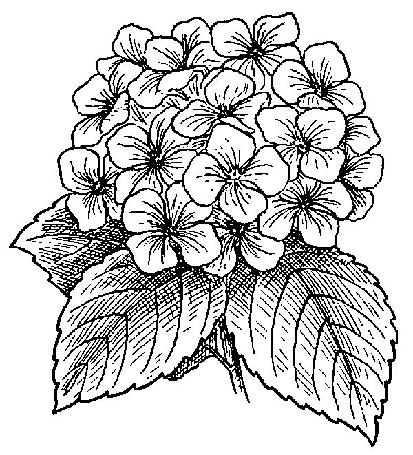 Beautiful Hydrangea Flower Coloring Picture