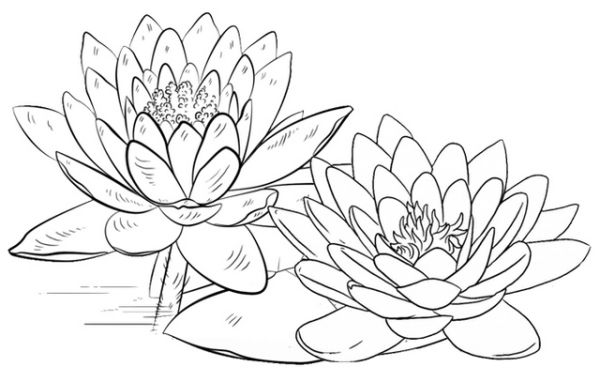 Beautiful Lotus Flowers Blooming Coloring Page