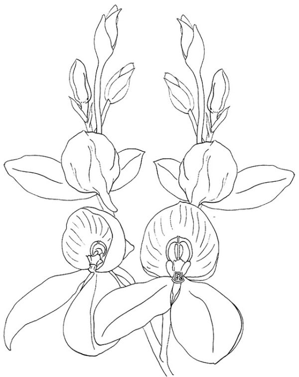 Beautiful Orchid Coloring Page