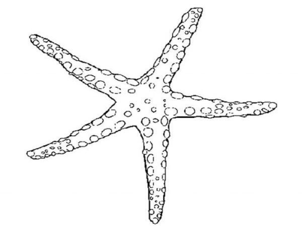 Beautiful starfish coloring pages