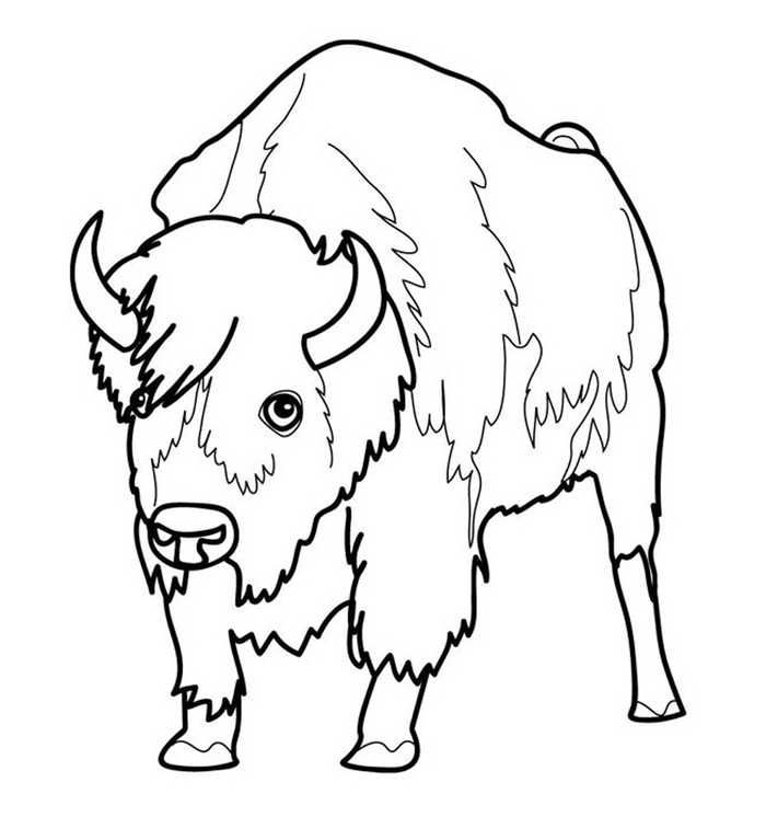 Bison Animal Coloring Pages