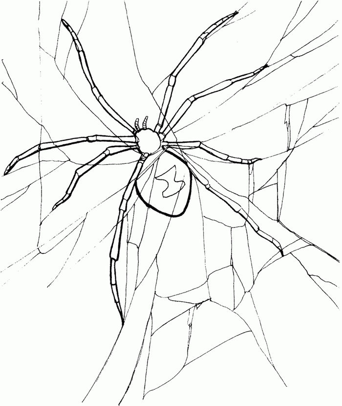 Black Widow Spider Coloring Pages