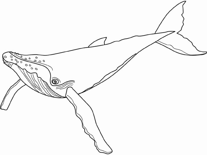 Blue Whale Coloring Pages Printable
