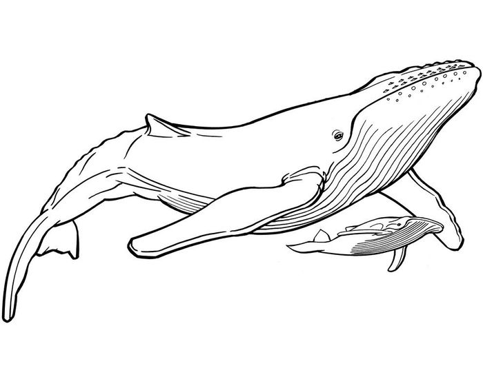 Blue Whale Coloring Pages