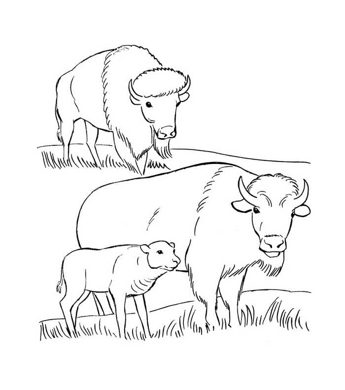 Buffalo Animal Coloring Pages
