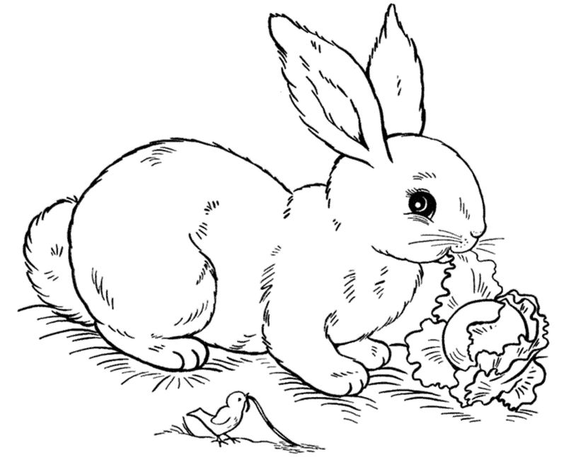 Bunny Coloring Sheet
