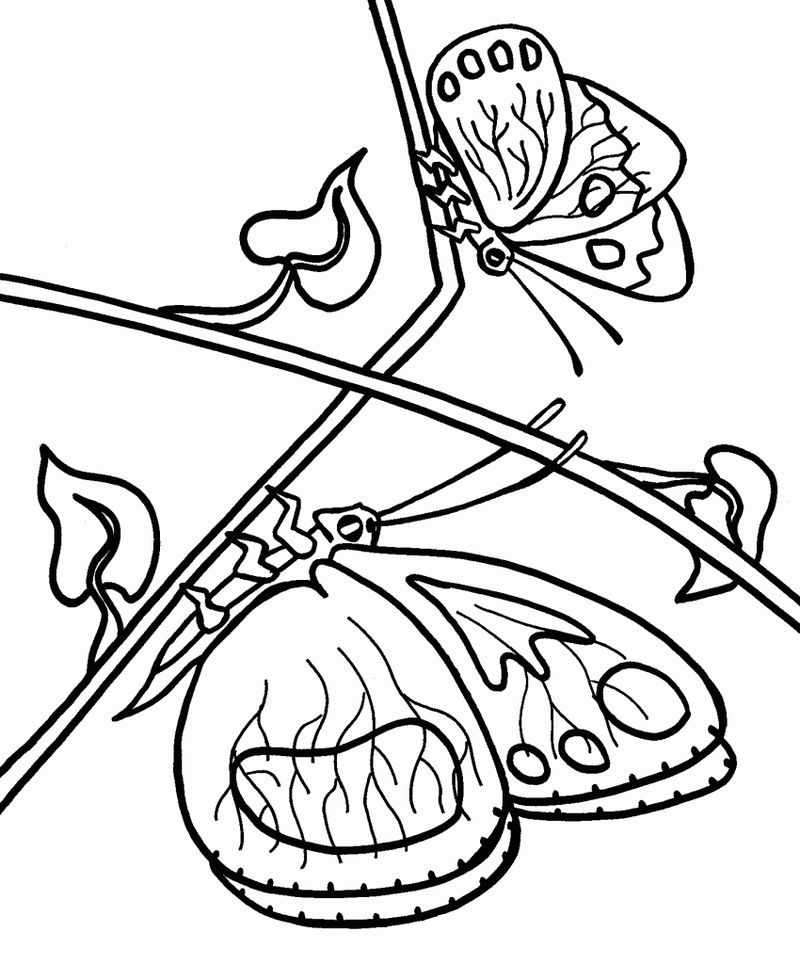 Butterflies Printable Coloring Pages