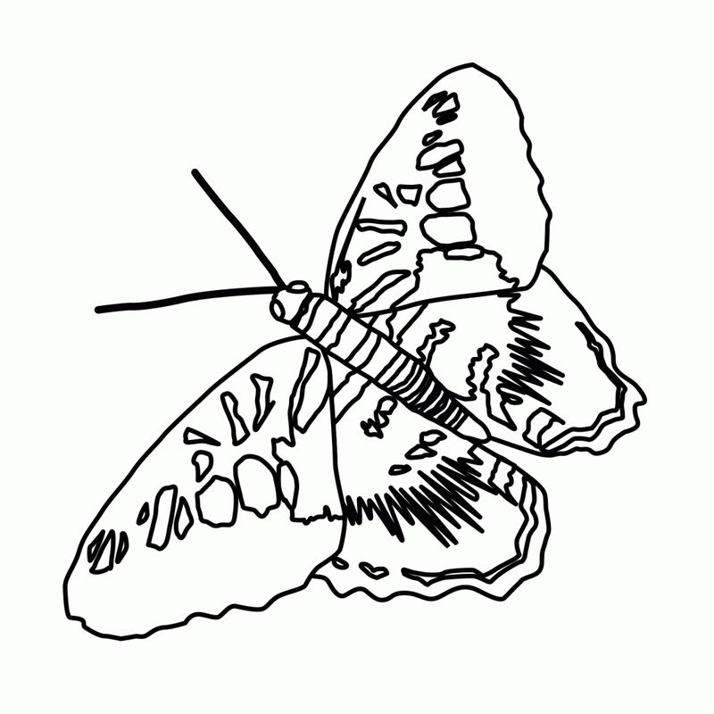 Butterfly Coloring Pages Free Printable
