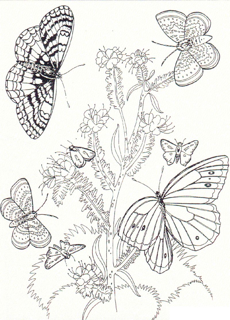 Butterfly and Flower Coloring Pages