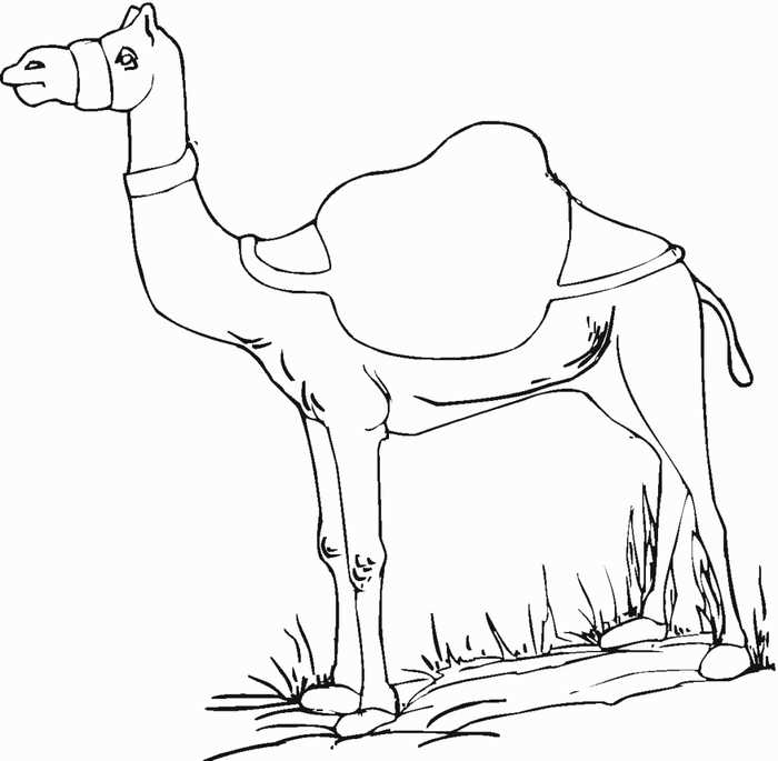 Camel Animal Coloring Pages