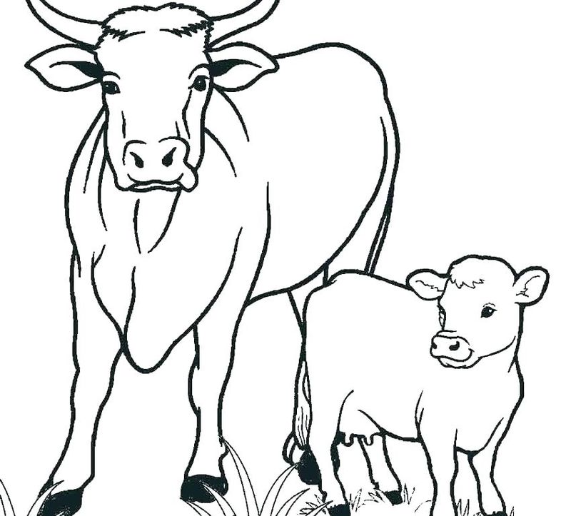 Cute Cow Coloring Pages PDF - Coloringfolder.com